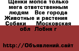 Щенки мопса только мега-ответственным людям - Все города Животные и растения » Собаки   . Московская обл.,Лобня г.